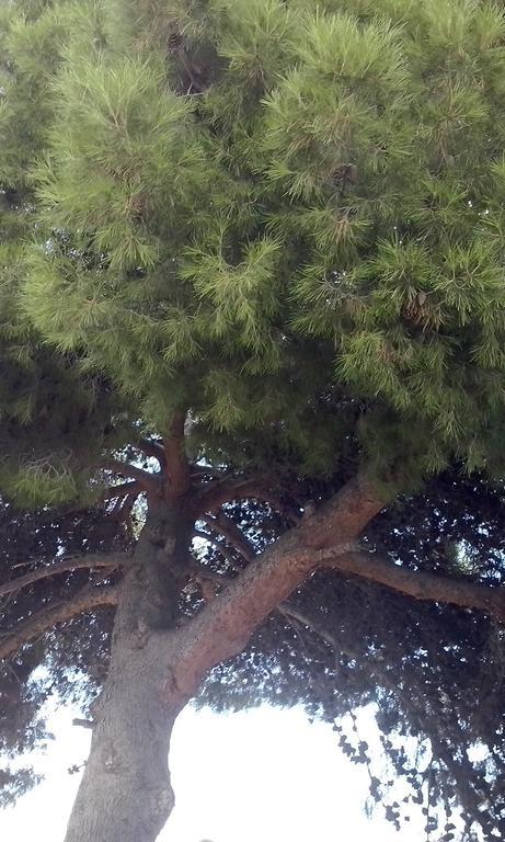 Huerta La Nina Arenas Villa Orgiva Oda fotoğraf